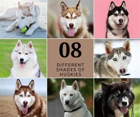 husky authentic|husky colors and meanings.